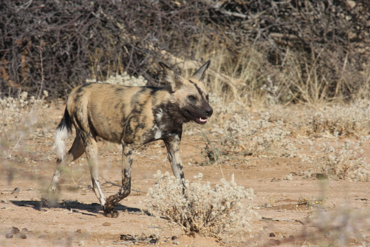 [1746] 2016_06_22_03_20_23_Africa_Canon_EOS_40D_IMG__00376.jpg