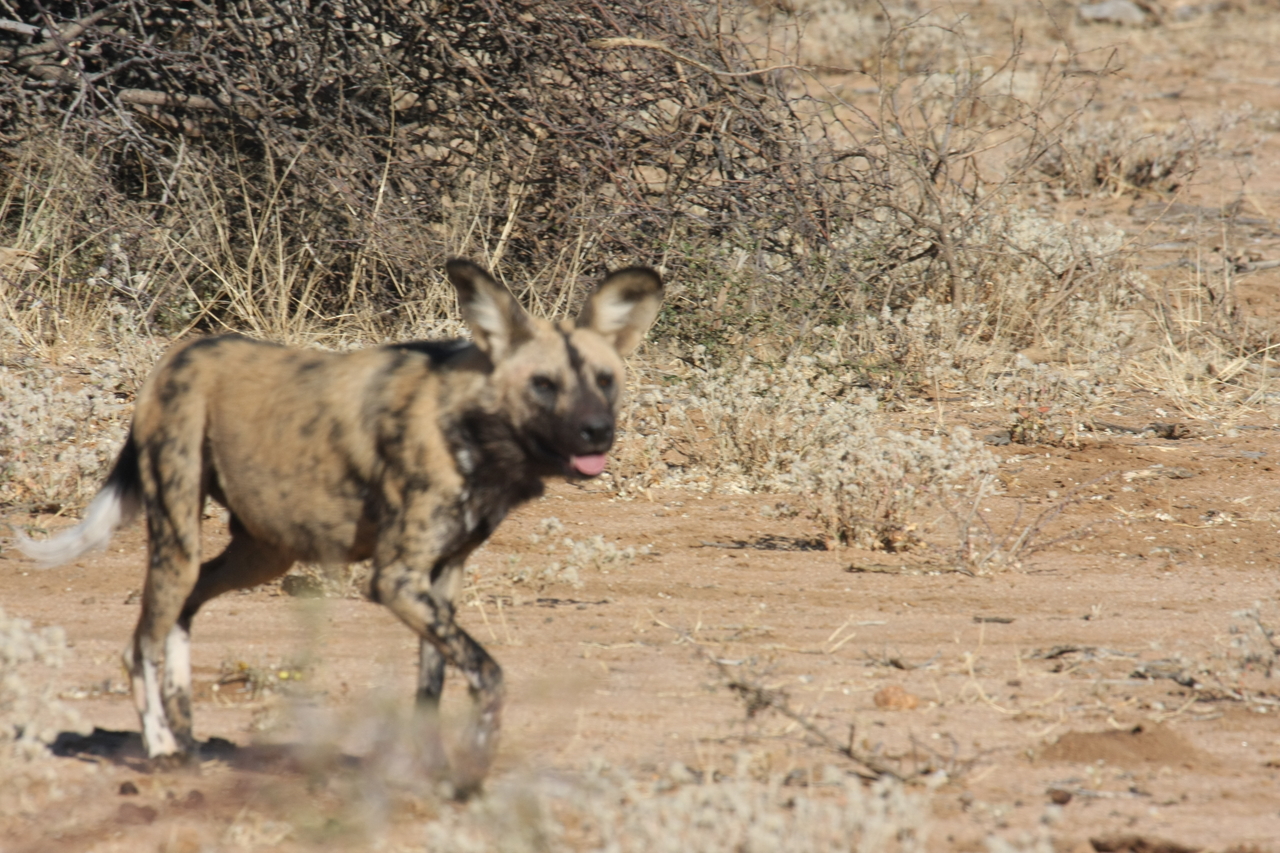 [1757] 2016_06_22_03_20_24_Africa_Canon_EOS_40D_IMG__00397.jpg