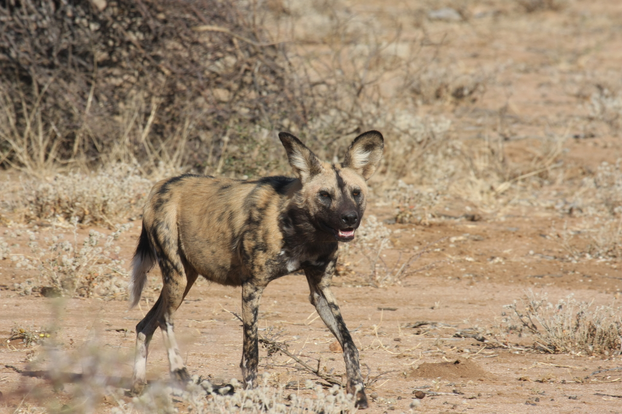 [1758] 2016_06_22_03_20_24_Africa_Canon_EOS_40D_IMG__00398.jpg