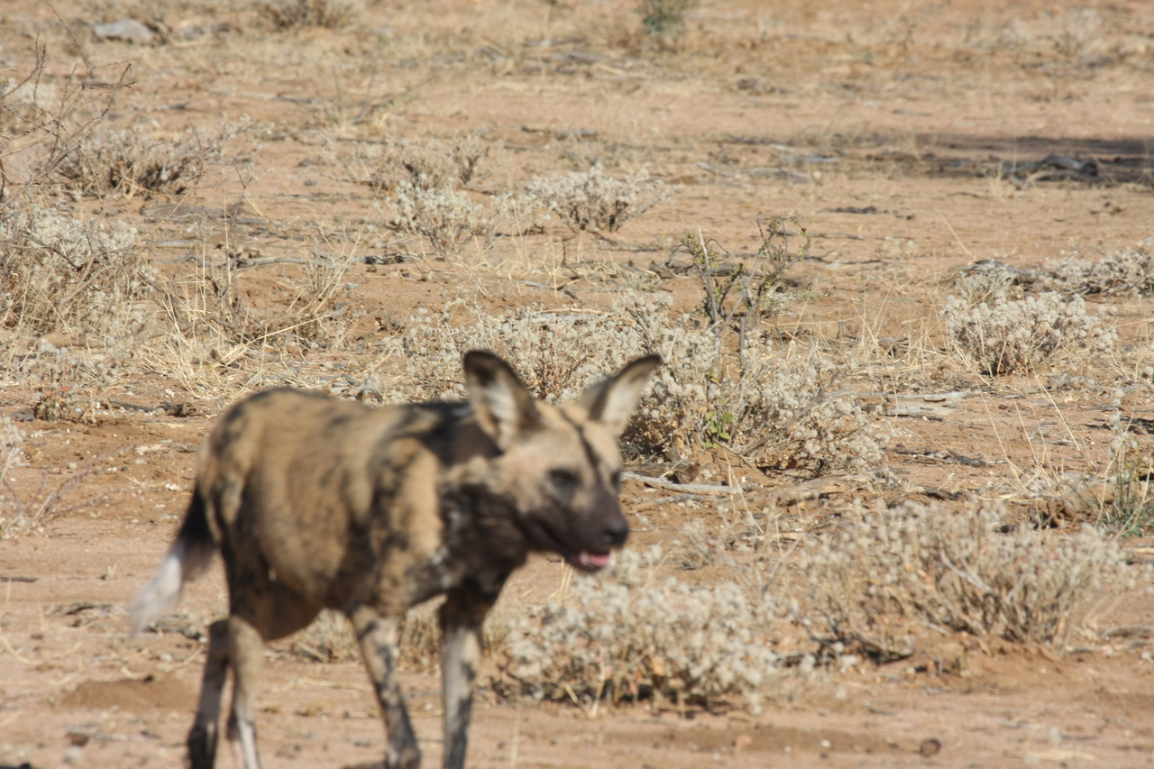 [1764] 2016_06_22_03_20_25_Africa_Canon_EOS_40D_IMG__00400.jpg