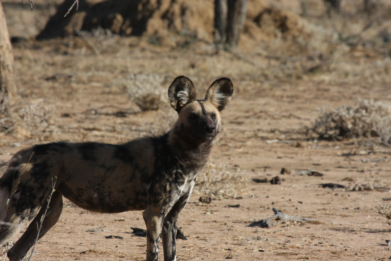 [1767] 2016_06_22_03_20_35_Africa_Canon_EOS_40D_IMG__00383.jpg