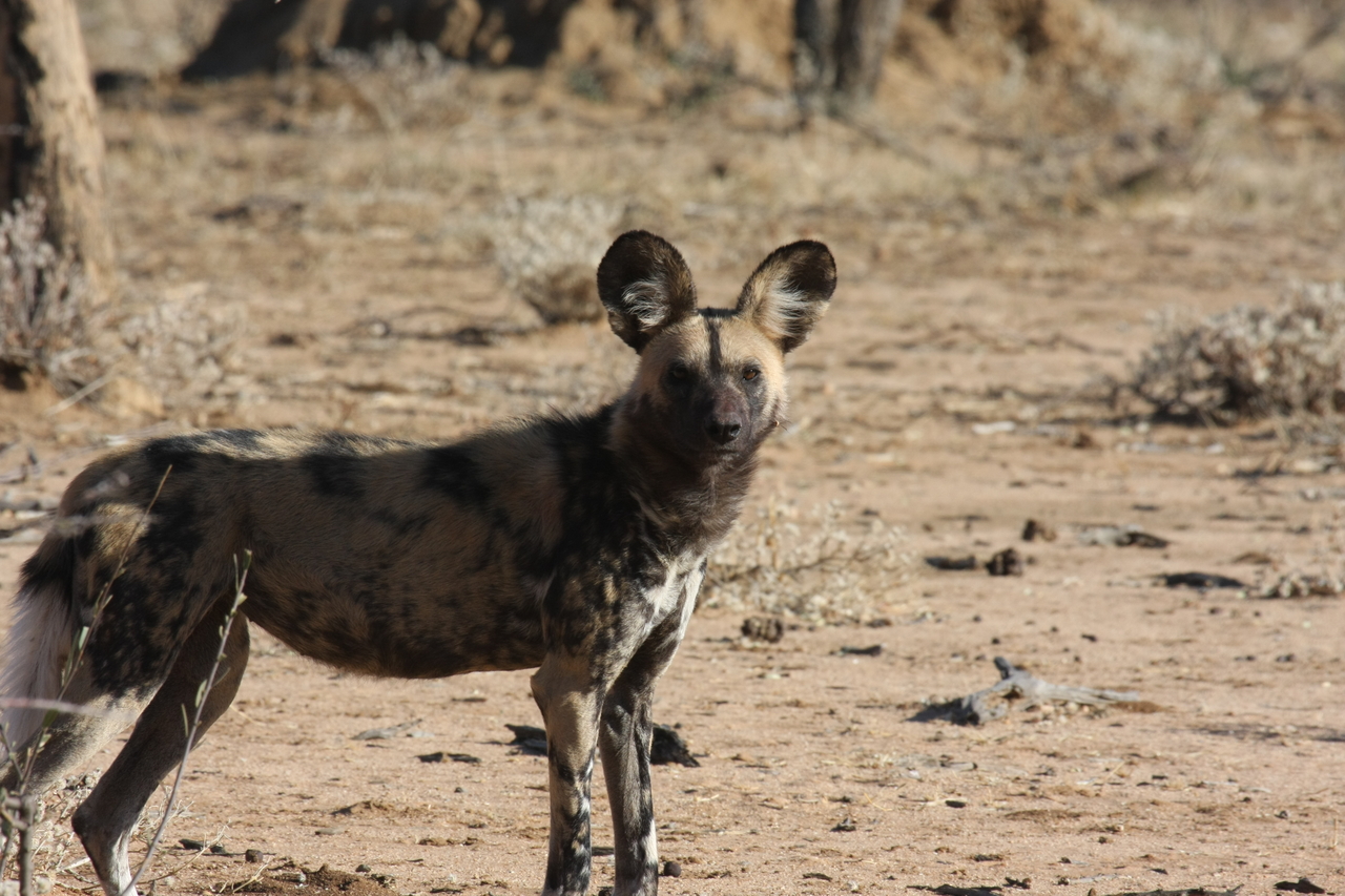 [1773] 2016_06_22_03_20_37_Africa_Canon_EOS_40D_IMG__00403.jpg