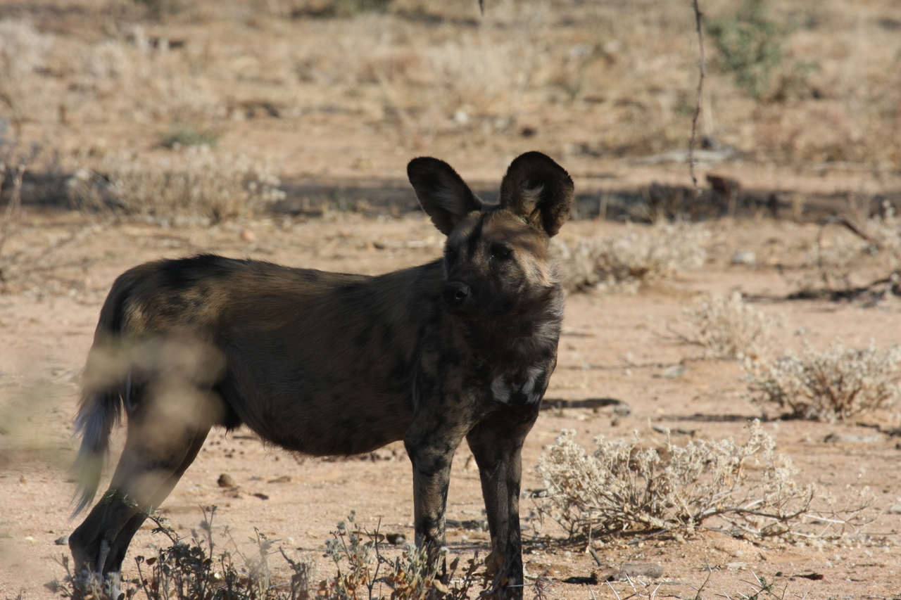 [1786] 2016_06_22_03_20_46_Africa_Canon_EOS_40D_IMG__07852.jpg