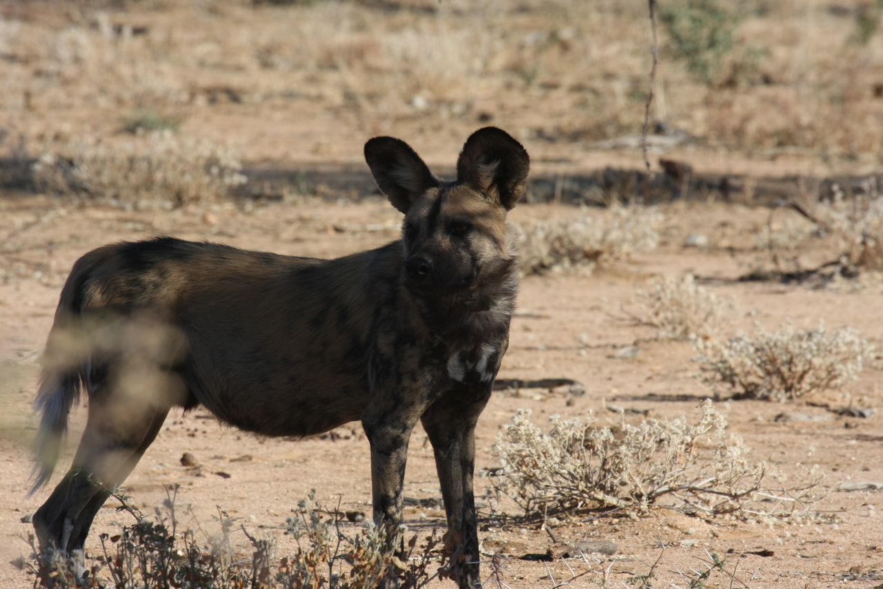 [1788] 2016_06_22_03_20_46_Africa_Canon_EOS_40D_IMG__07854.jpg