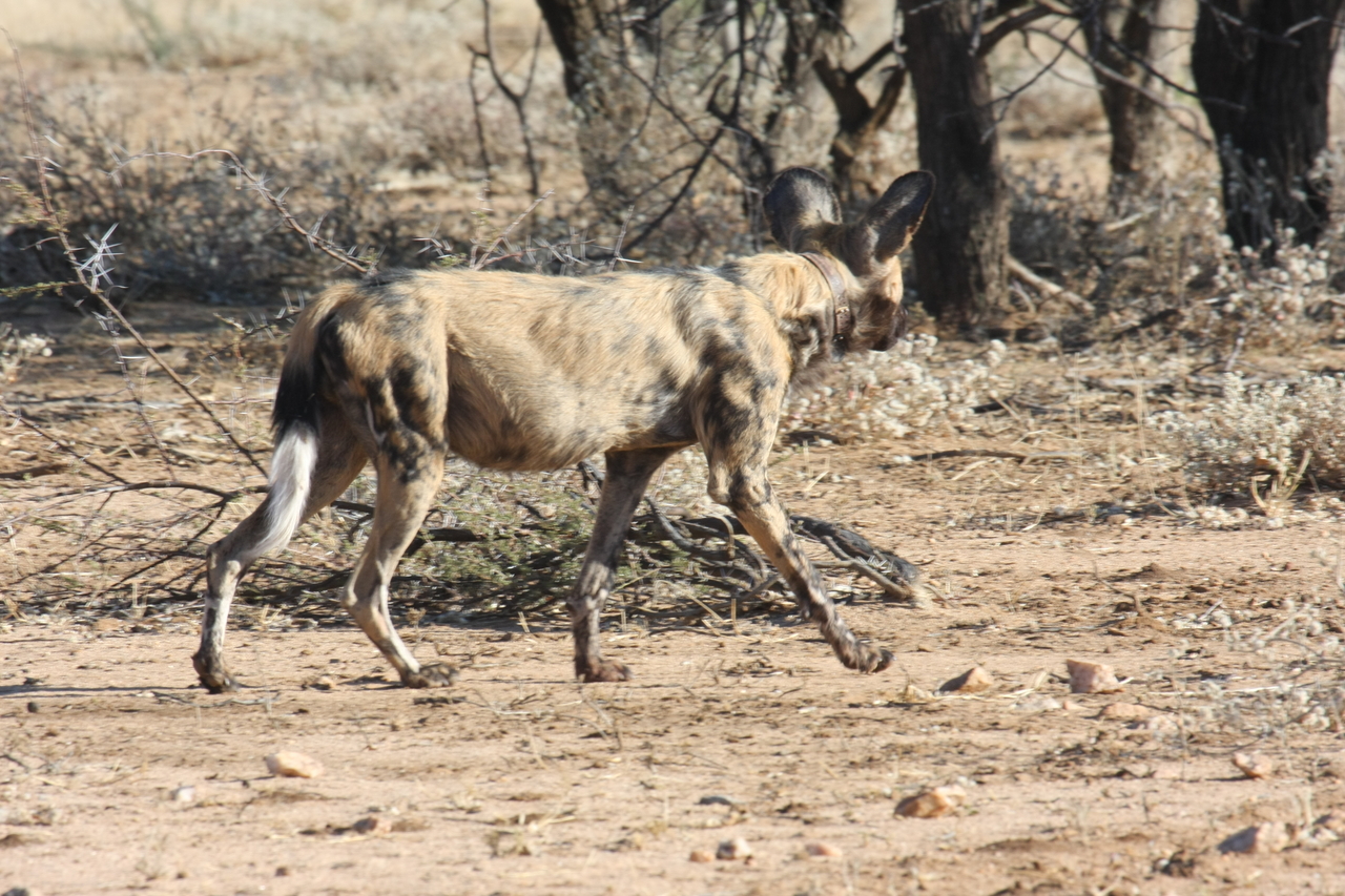 [1794] 2016_06_22_03_21_18_Africa_Canon_EOS_40D_IMG__07856.jpg