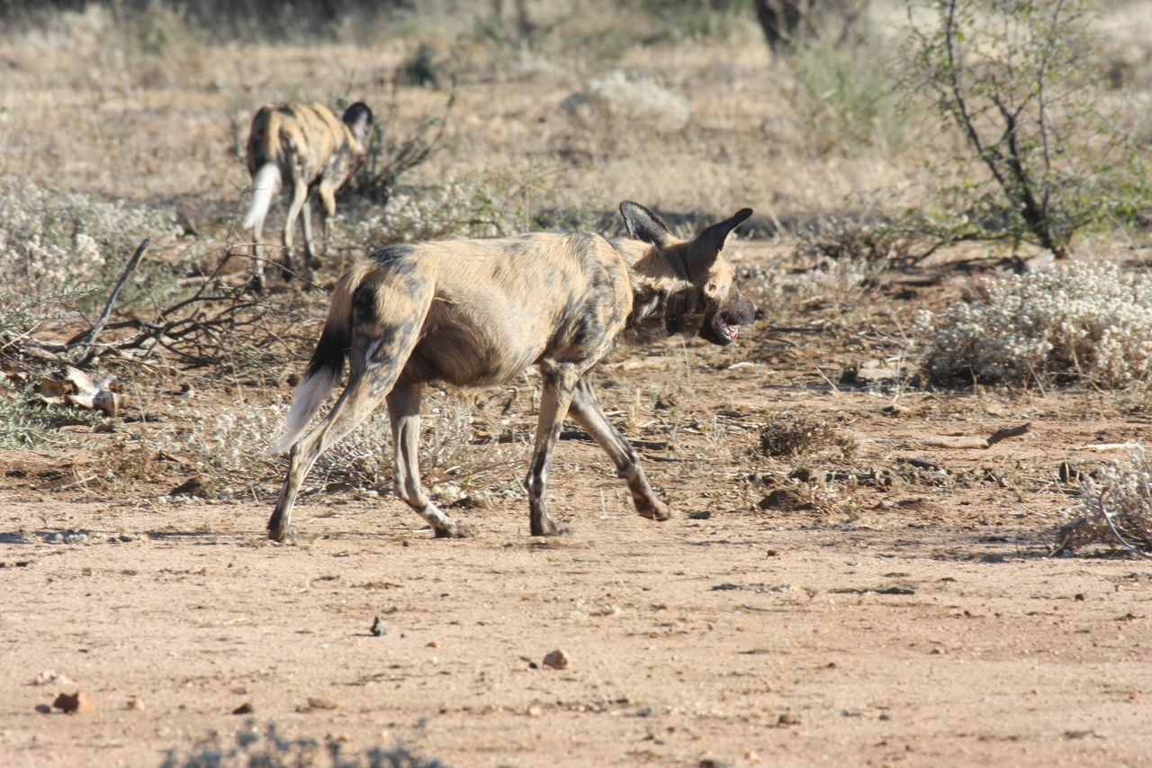 [1798] 2016_06_22_03_21_28_Africa_Canon_EOS_40D_IMG__00392.jpg