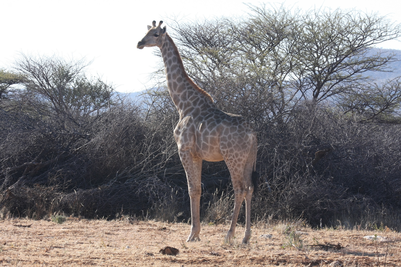 [1829] 2016_06_22_03_37_47_Africa_Canon_EOS_40D_IMG__07865.jpg