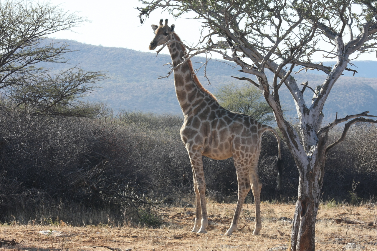 [1832] 2016_06_22_03_37_57_Africa_Canon_EOS_40D_IMG__00419.jpg