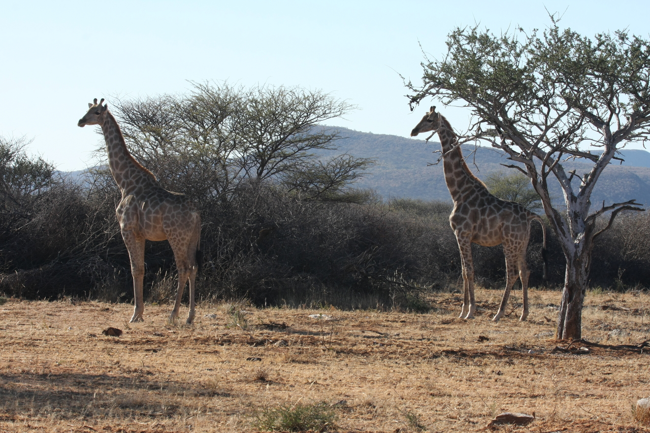 [1840] 2016_06_22_03_38_05_Africa_Canon_EOS_40D_IMG__00422.jpg