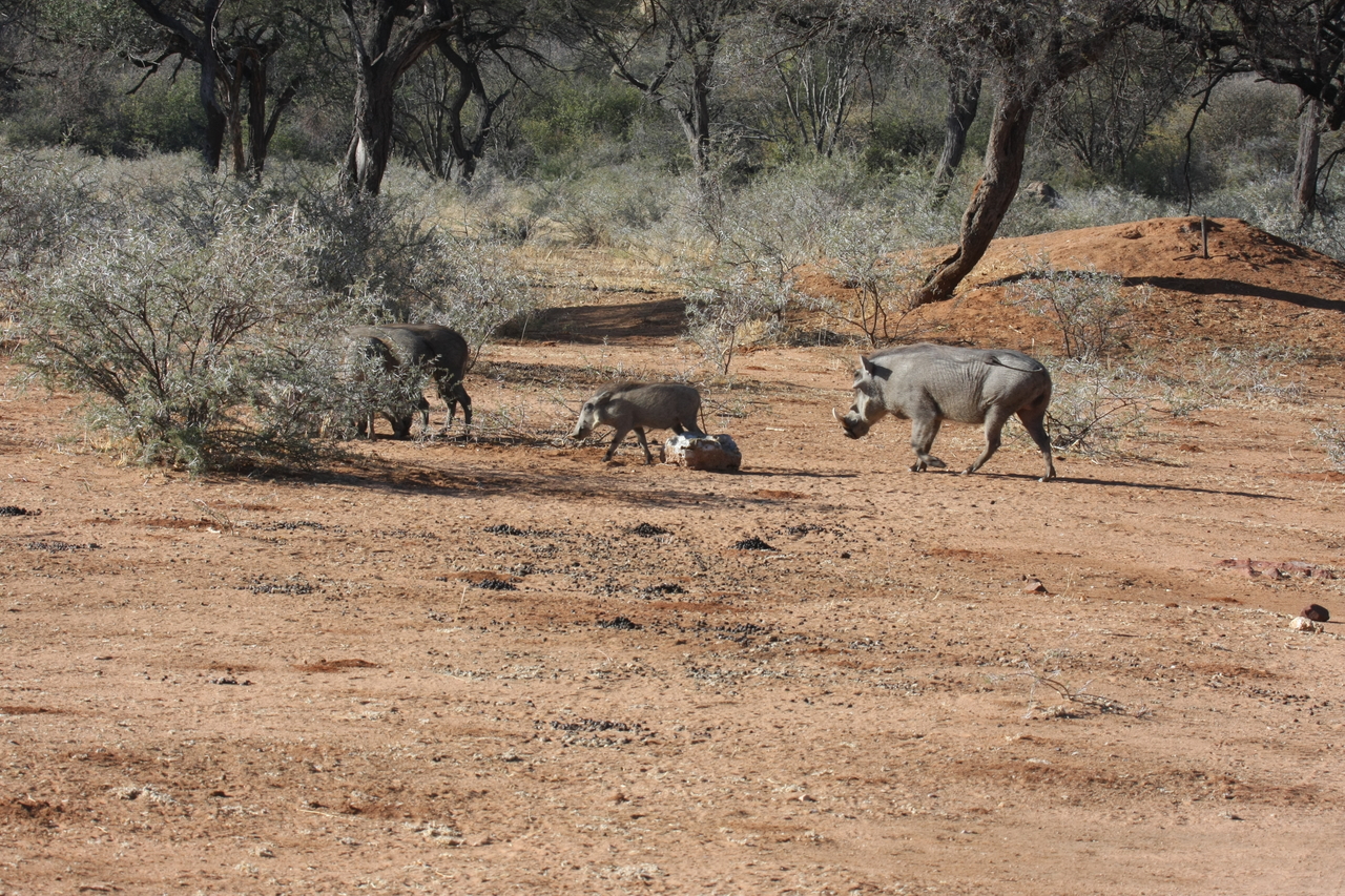 [1847] 2016_06_22_03_41_37_Africa_Canon_EOS_40D_IMG__07871.jpg