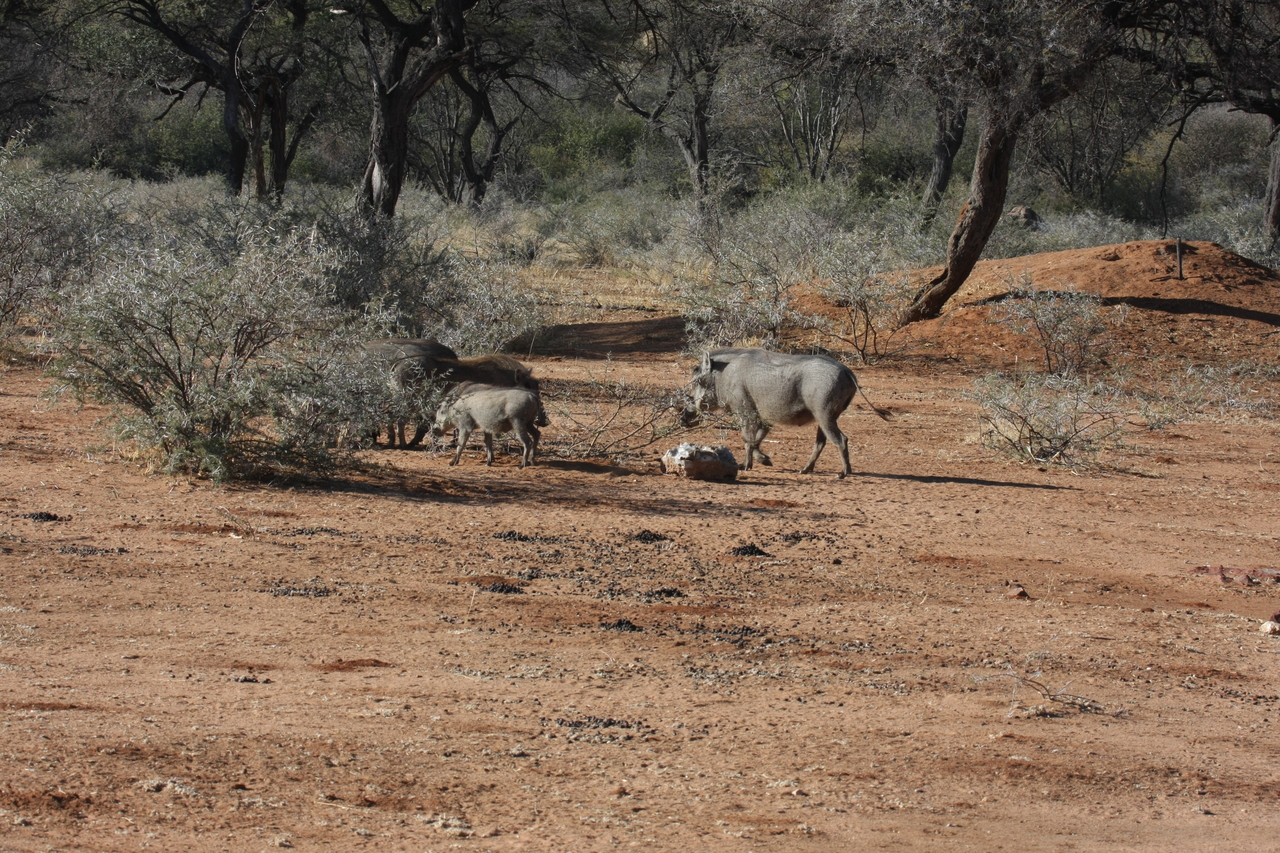 [1849] 2016_06_22_03_41_38_Africa_Canon_EOS_40D_IMG__00407.jpg