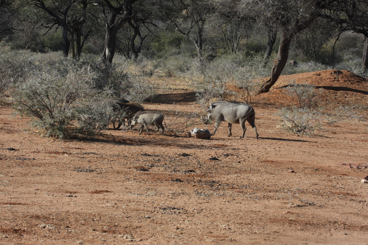 [1852] 2016_06_22_03_41_38_Africa_Canon_EOS_40D_IMG__07872.jpg