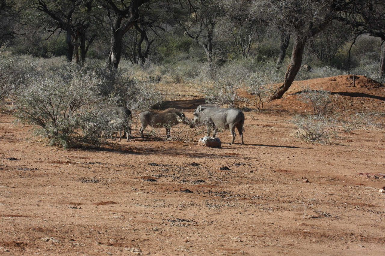 [1856] 2016_06_22_03_41_40_Africa_Canon_EOS_40D_IMG__07874.jpg