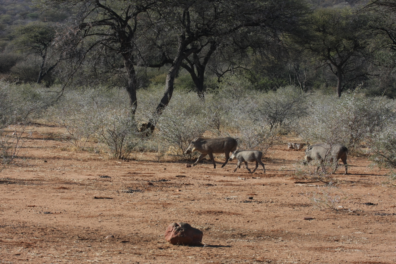 [1860] 2016_06_22_03_41_46_Africa_Canon_EOS_40D_IMG__00410.jpg