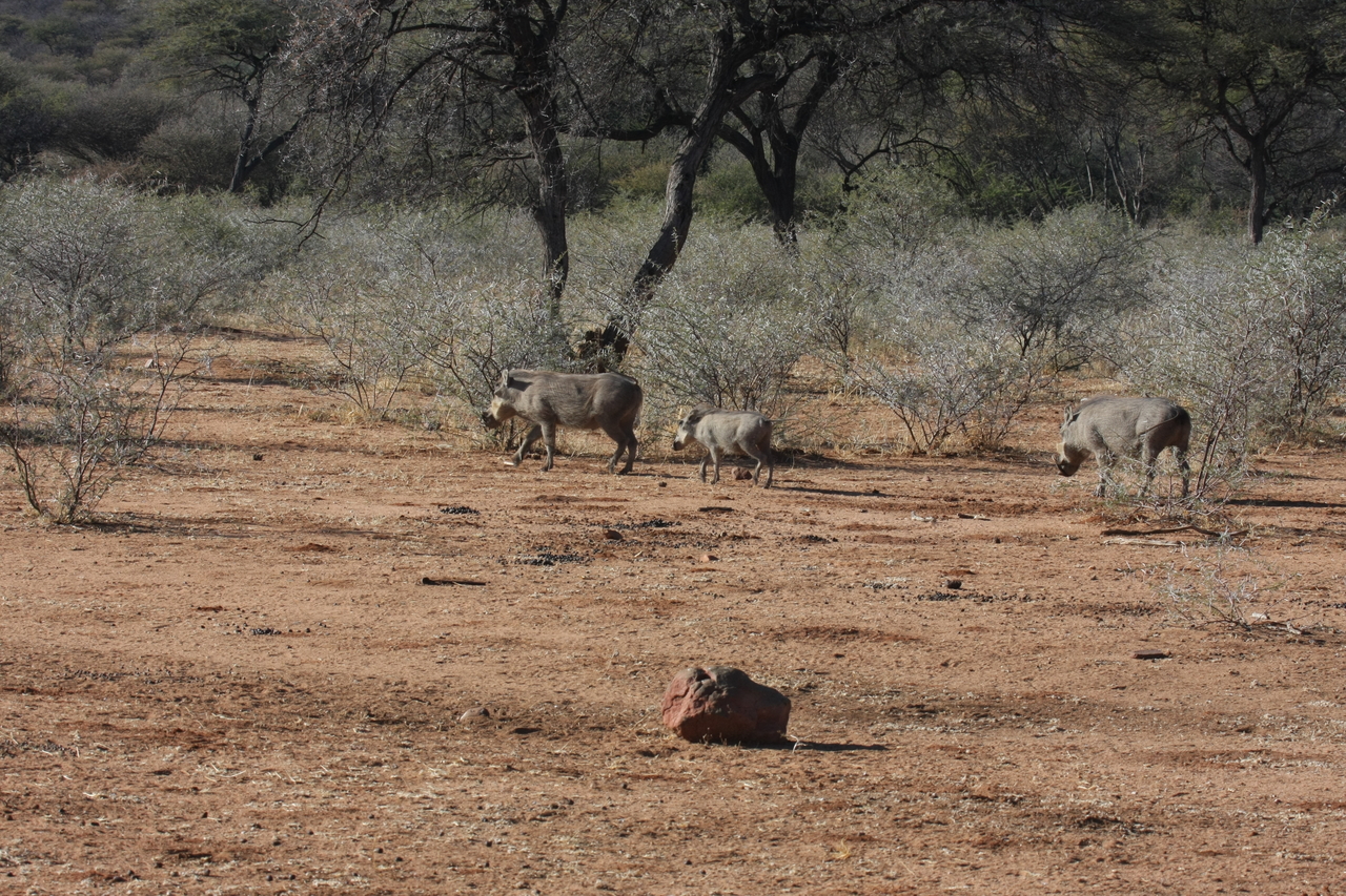 [1864] 2016_06_22_03_41_47_Africa_Canon_EOS_40D_IMG__00430.jpg