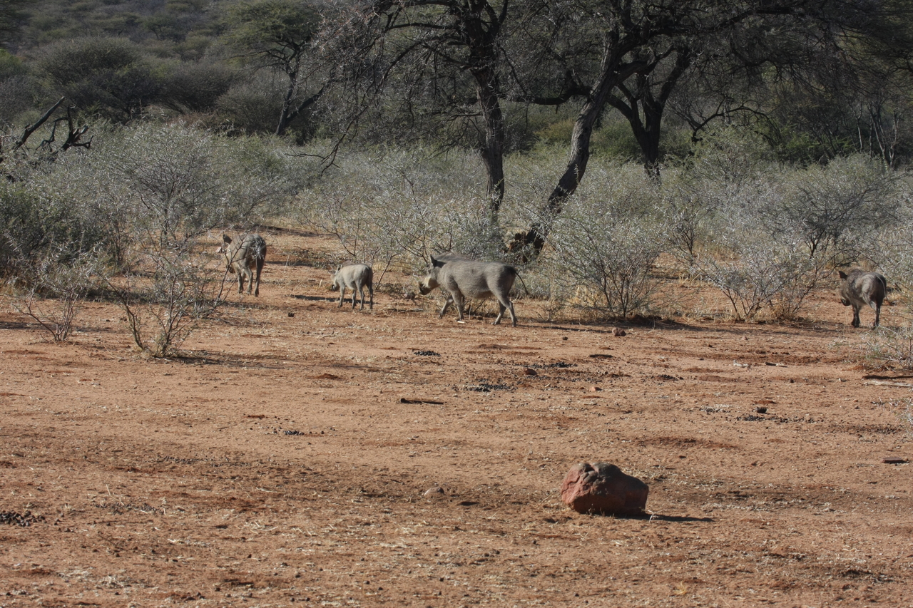 [1872] 2016_06_22_03_41_55_Africa_Canon_EOS_40D_IMG__00414.jpg