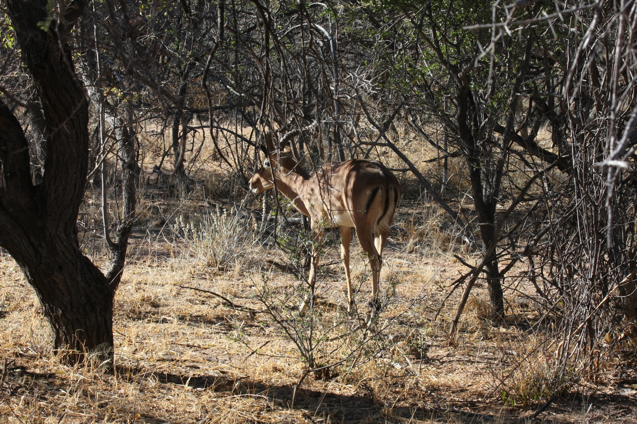 [1880] 2016_06_22_03_45_15_Africa_Canon_EOS_40D_IMG__07882.jpg