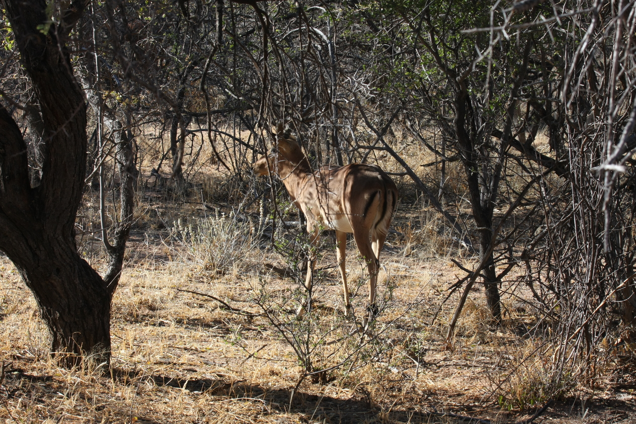 [1885] 2016_06_22_03_45_17_Africa_Canon_EOS_40D_IMG__07883.jpg