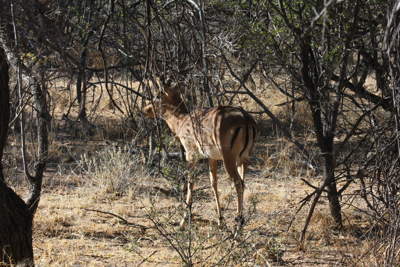 [1887] 2016_06_22_03_45_21_Africa_Canon_EOS_40D_IMG__00419.jpg