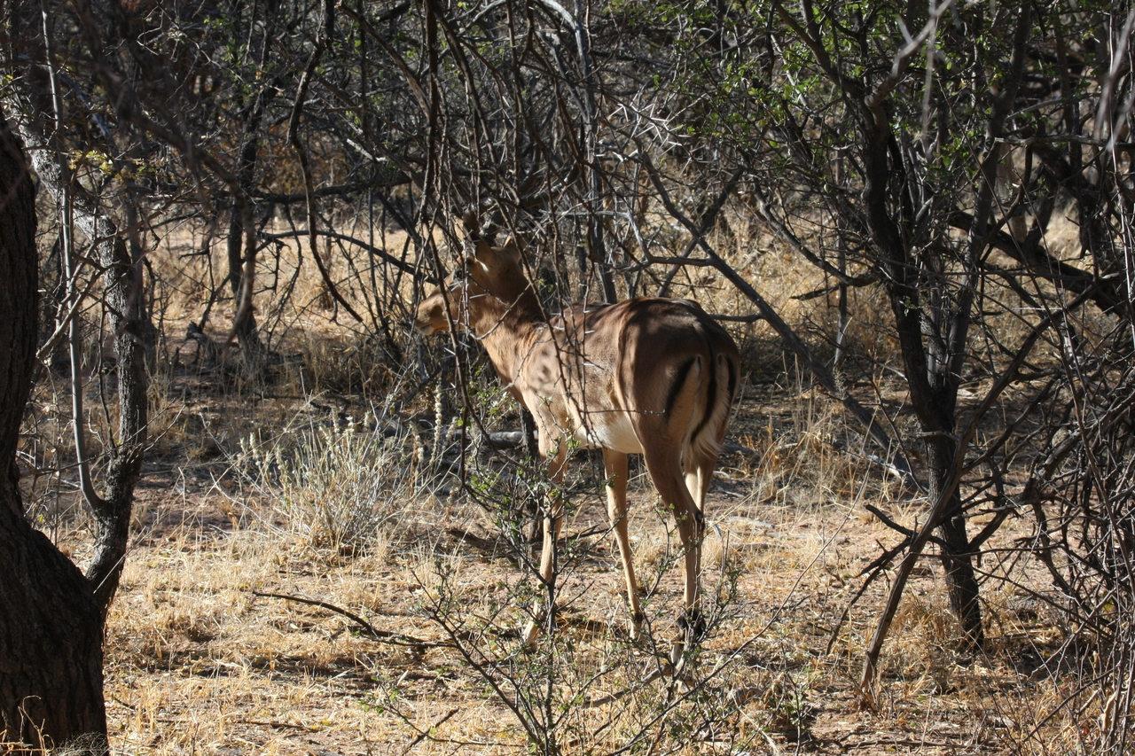 [1897] 2016_06_22_03_45_22_Africa_Canon_EOS_40D_IMG__07887.jpg