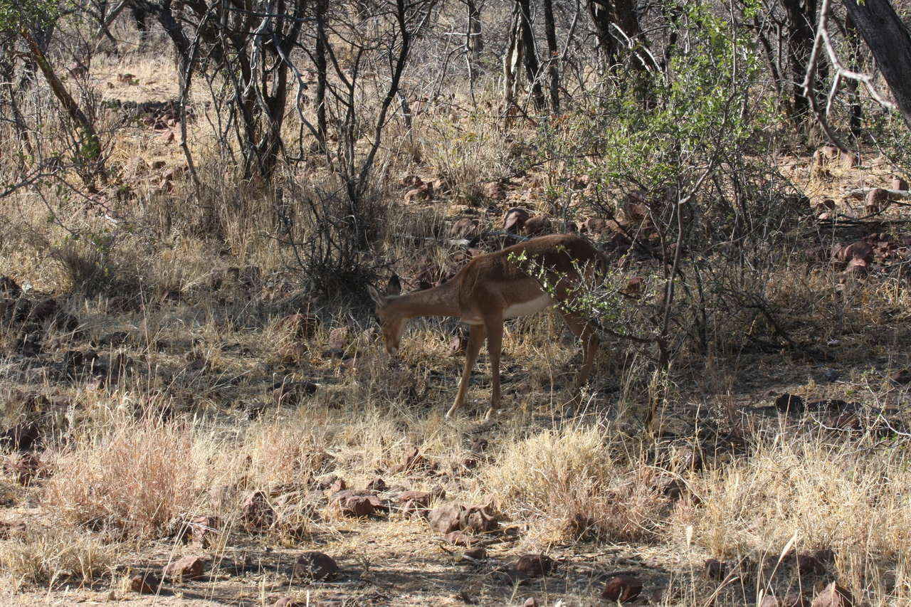 [1908] 2016_06_22_03_46_34_Africa_Canon_EOS_40D_IMG__00424.jpg