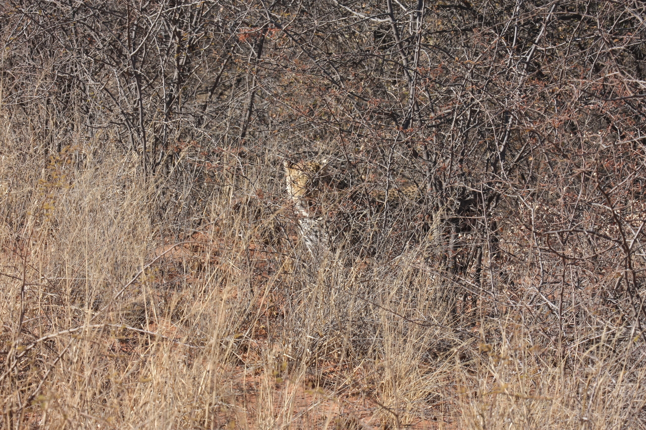 [1917] 2016_06_22_03_55_58_Africa_Canon_EOS_40D_IMG__00425.jpg