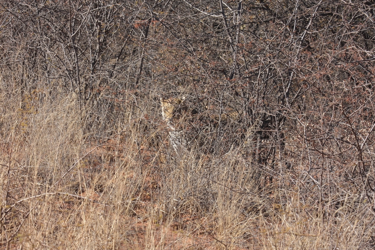 [1919] 2016_06_22_03_55_58_Africa_Canon_EOS_40D_IMG__00427.jpg