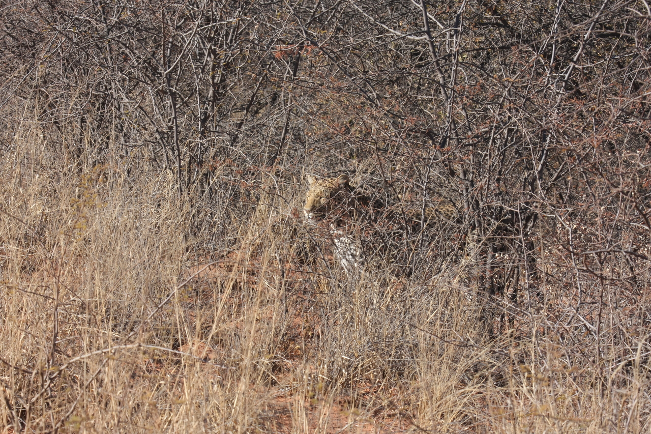 [1935] 2016_06_22_03_56_03_Africa_Canon_EOS_40D_IMG__00431.jpg