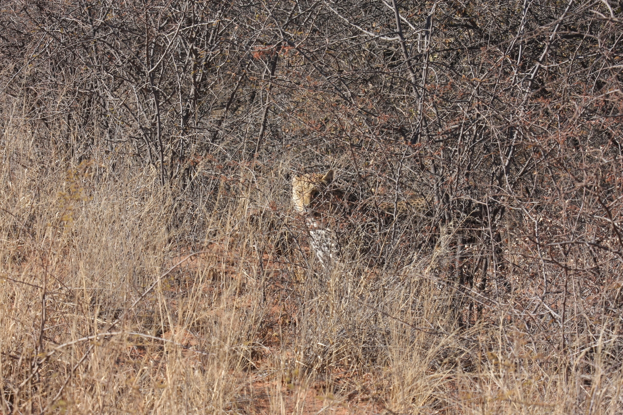 [1943] 2016_06_22_03_56_03_Africa_Canon_EOS_40D_IMG__07899.jpg