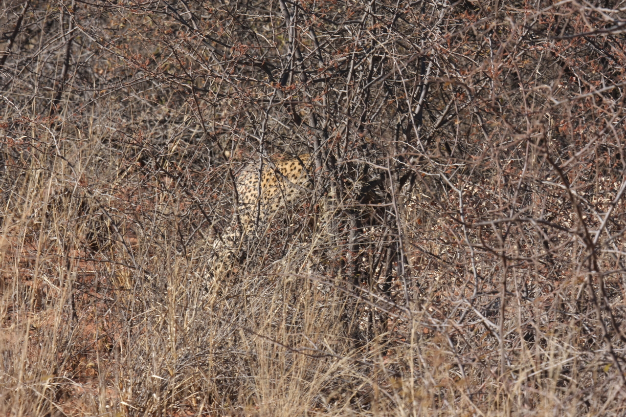 [1946] 2016_06_22_03_56_07_Africa_Canon_EOS_40D_IMG__07900.jpg