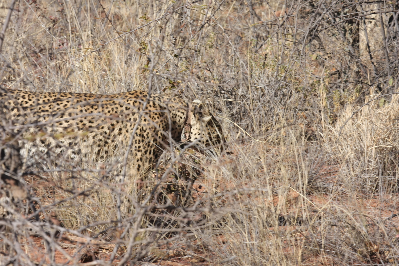 [1948] 2016_06_22_03_56_32_Africa_Canon_EOS_40D_IMG__00436.jpg