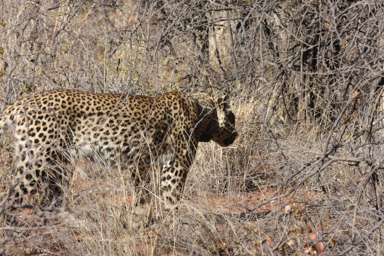 [1957] 2016_06_22_03_56_33_Africa_Canon_EOS_40D_IMG__00439.jpg