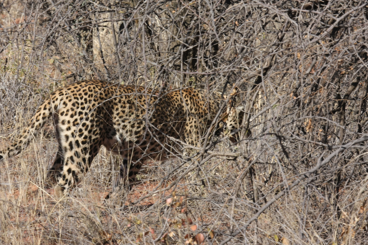 [1963] 2016_06_22_03_56_34_Africa_Canon_EOS_40D_IMG__00459.jpg