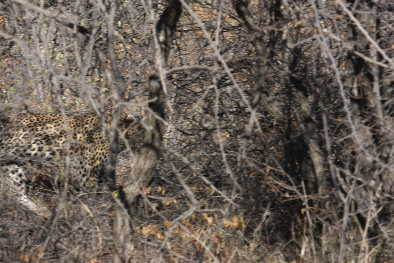 [1967] 2016_06_22_03_56_53_Africa_Canon_EOS_40D_IMG__00443.jpg