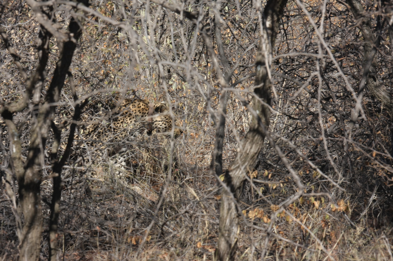 [1968] 2016_06_22_03_56_53_Africa_Canon_EOS_40D_IMG__00460.jpg