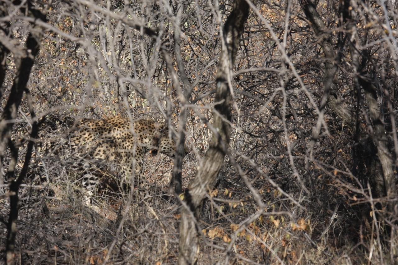 [1972] 2016_06_22_03_56_53_Africa_Canon_EOS_40D_IMG__07908.jpg