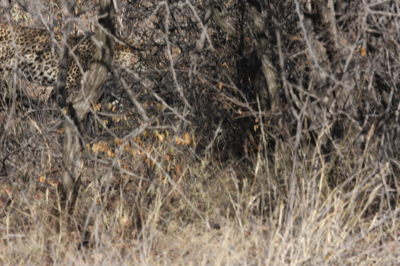 [1975] 2016_06_22_03_56_54_Africa_Canon_EOS_40D_IMG__00463.jpg