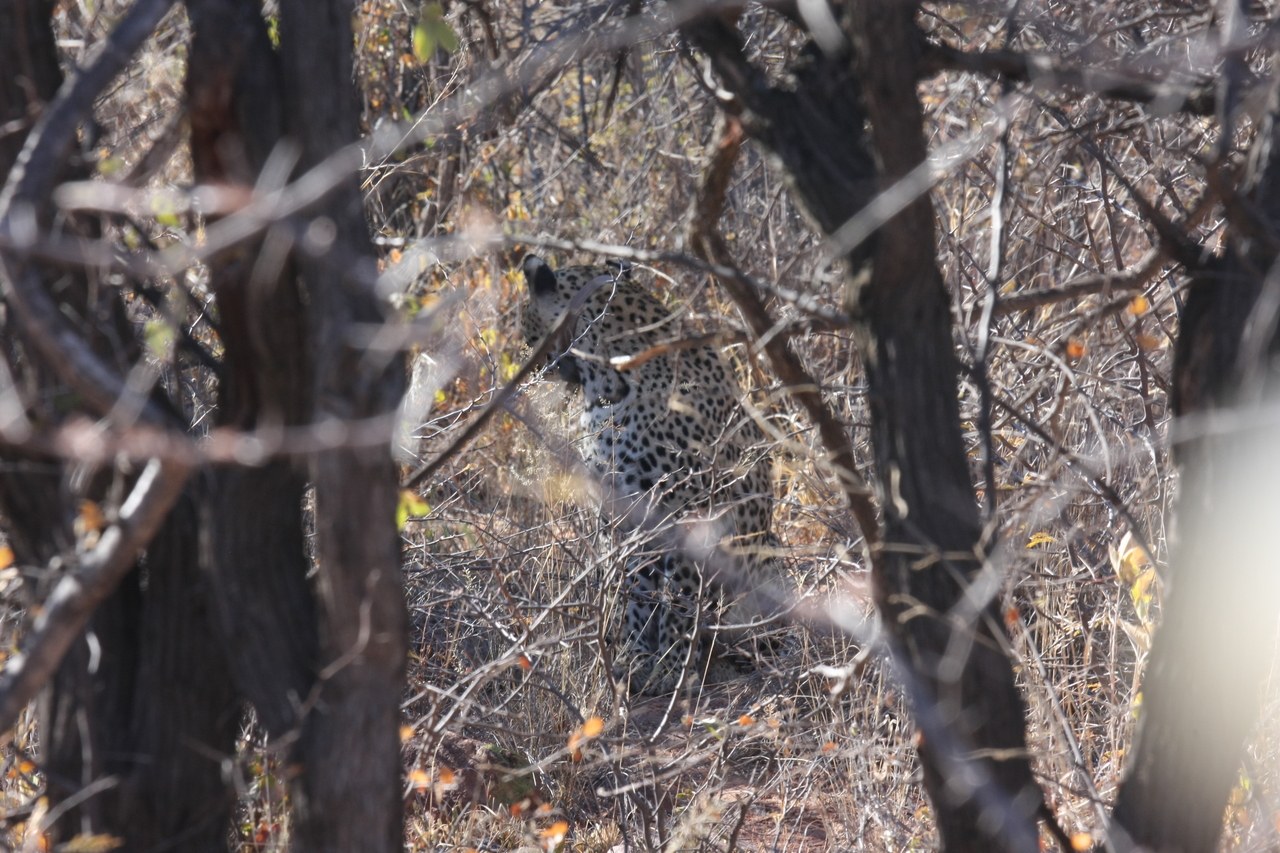 [1977] 2016_06_22_04_05_09_Africa_Canon_EOS_40D_IMG__00445.jpg