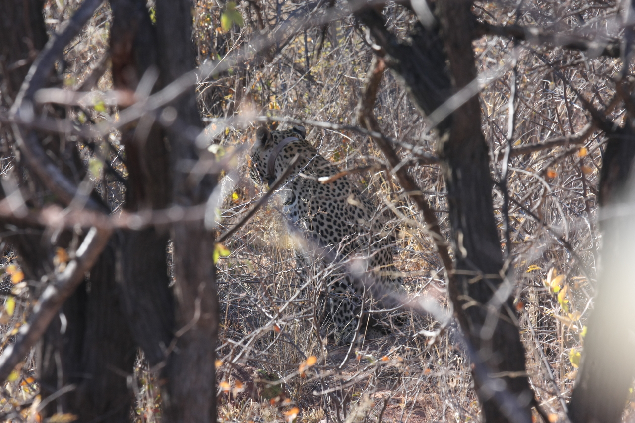 [1988] 2016_06_22_04_05_14_Africa_Canon_EOS_40D_IMG__00467.jpg