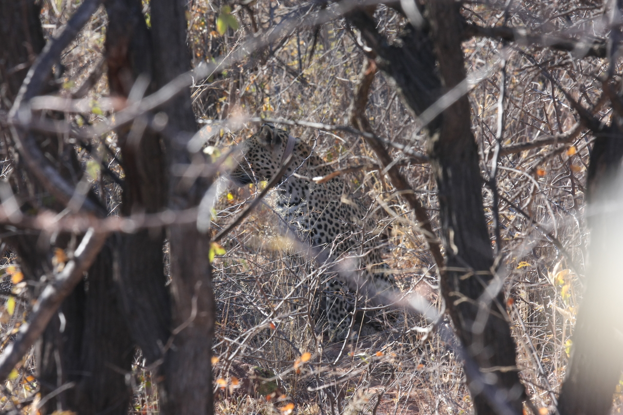 [1998] 2016_06_22_04_05_16_Africa_Canon_EOS_40D_IMG__00471.jpg