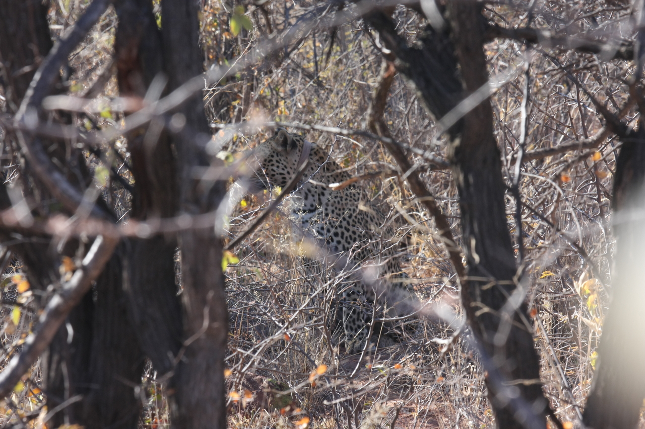 [1999] 2016_06_22_04_05_16_Africa_Canon_EOS_40D_IMG__07917.jpg