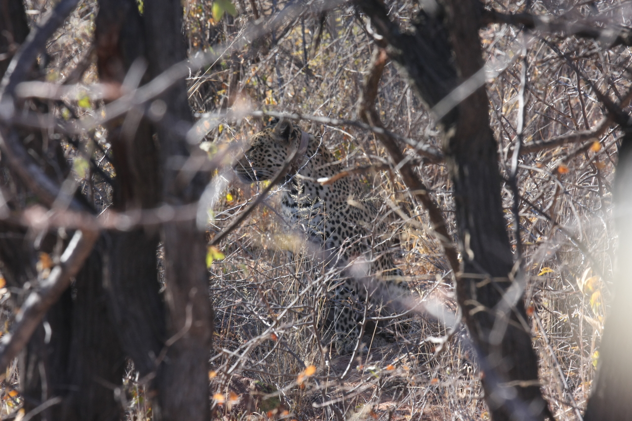 [2003] 2016_06_22_04_05_23_Africa_Canon_EOS_40D_IMG__00455.jpg