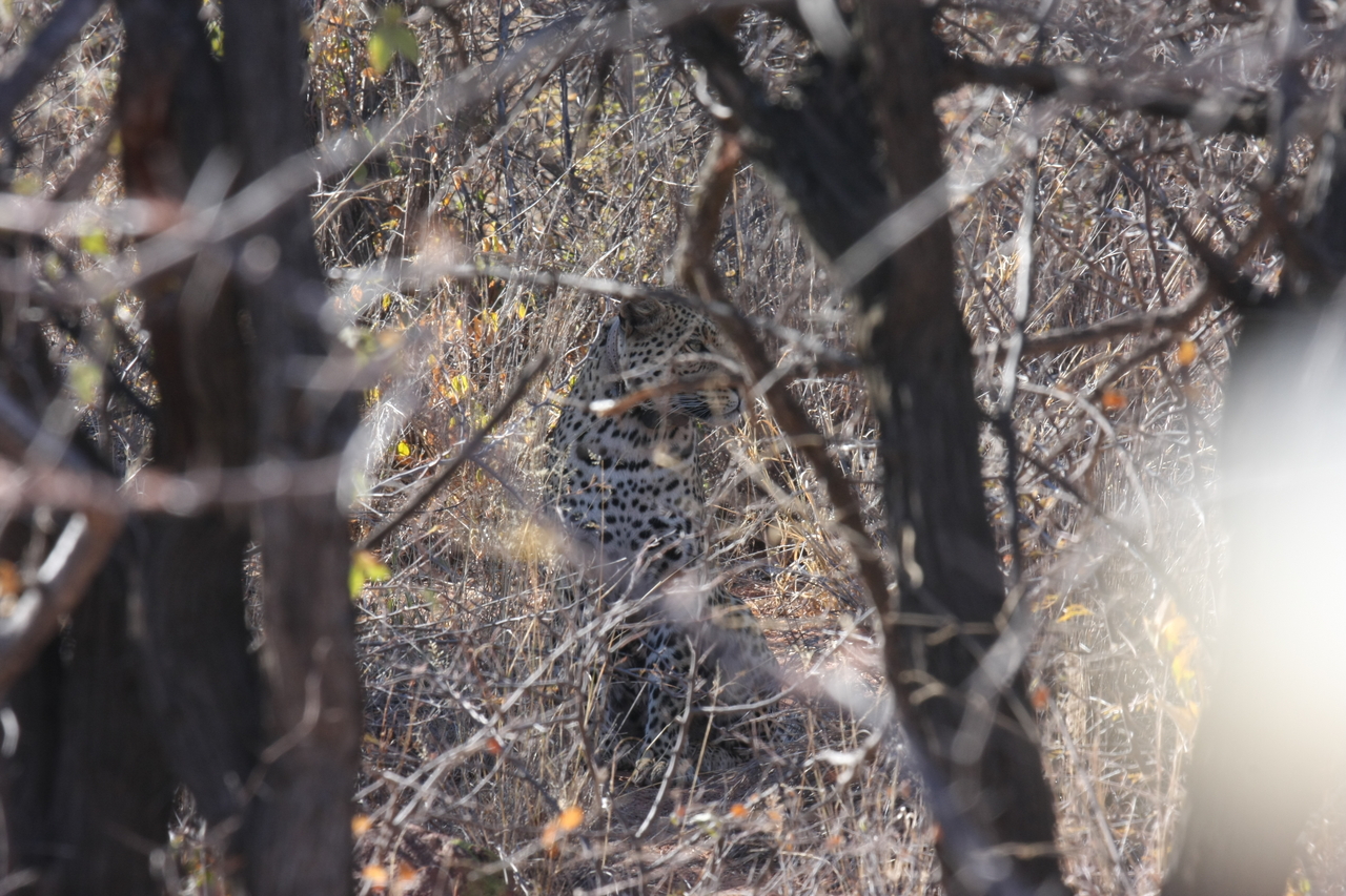 [2020] 2016_06_22_04_05_29_Africa_Canon_EOS_40D_IMG__00478.jpg