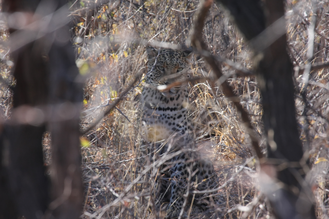 [2022] 2016_06_22_04_05_45_Africa_Canon_EOS_40D_IMG__00460.jpg