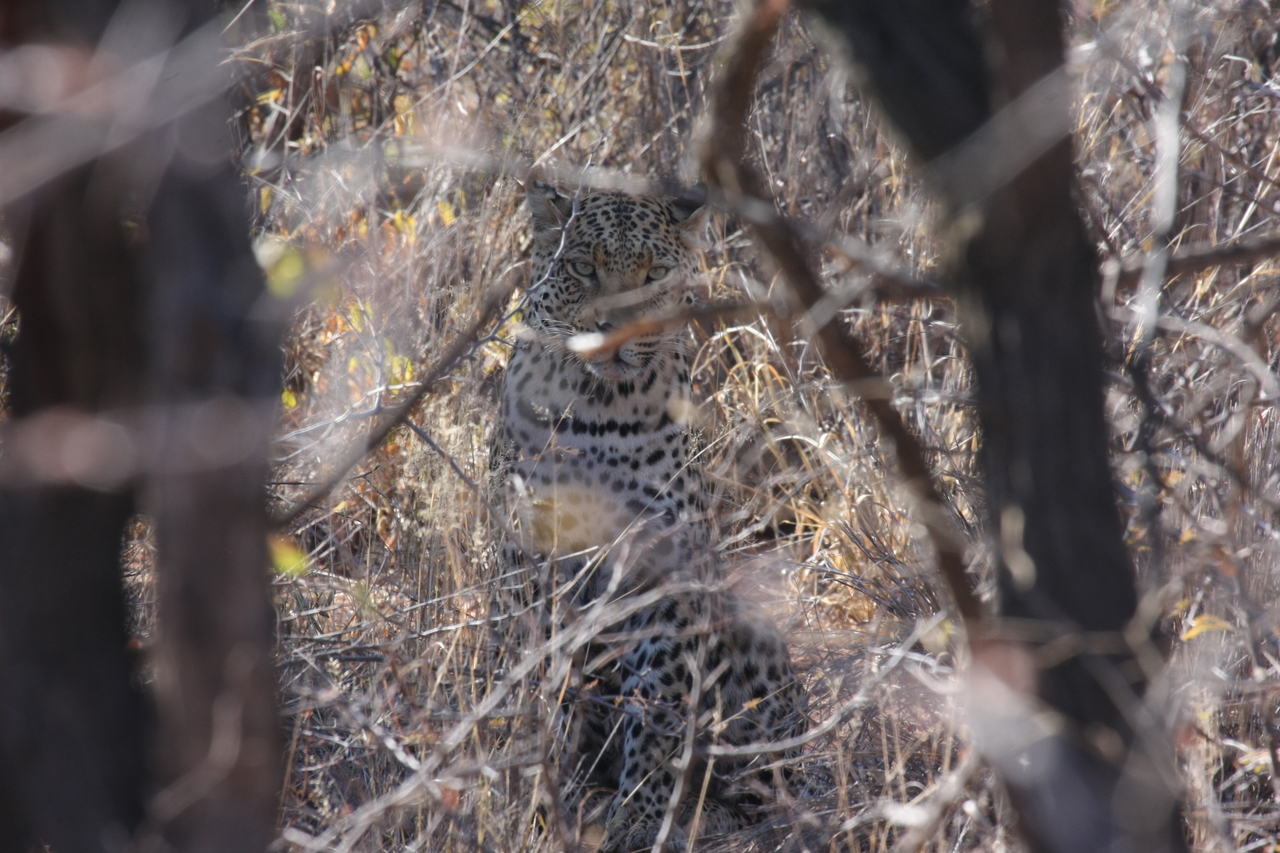 [2034] 2016_06_22_04_05_46_Africa_Canon_EOS_40D_IMG__00482.jpg