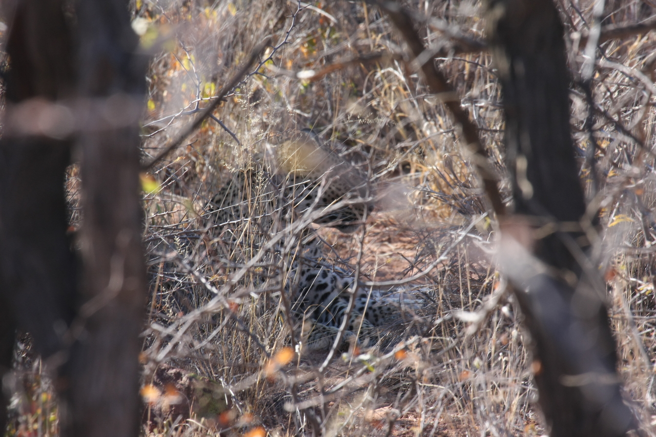 [2046] 2016_06_22_04_05_58_Africa_Canon_EOS_40D_IMG__00468.jpg