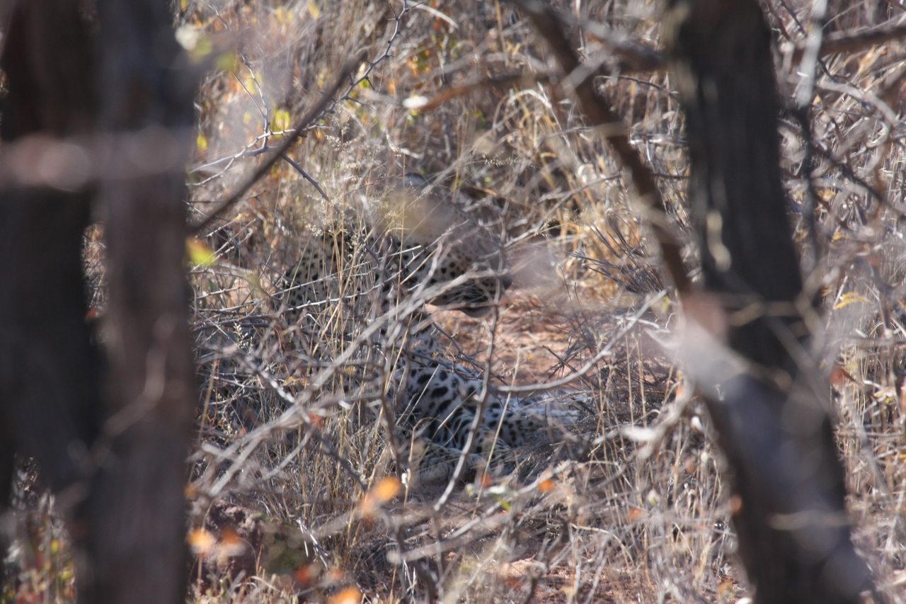 [2053] 2016_06_22_04_05_58_Africa_Canon_EOS_40D_IMG__07935.jpg