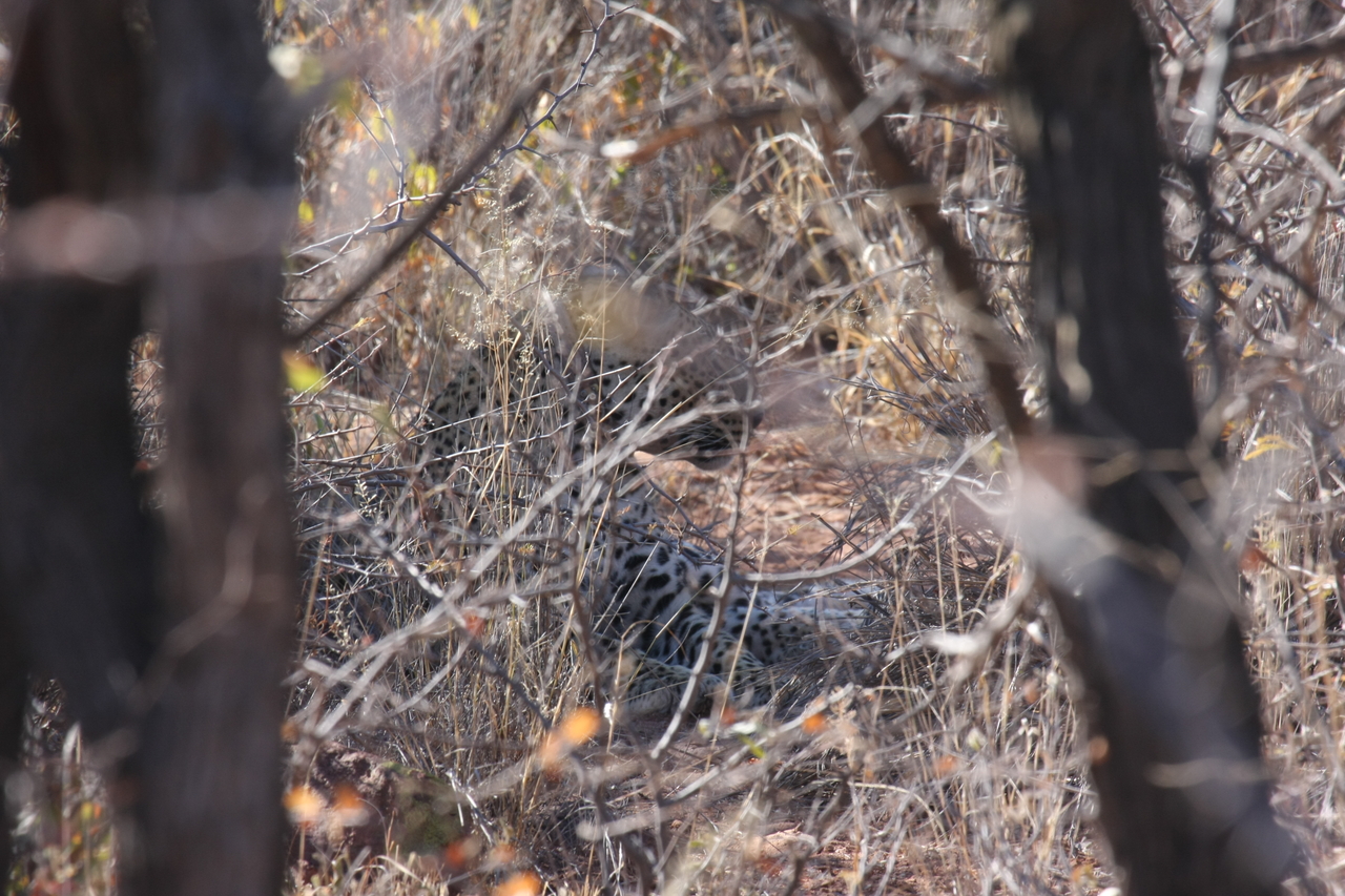 [2055] 2016_06_22_04_05_59_Africa_Canon_EOS_40D_IMG__00471.jpg