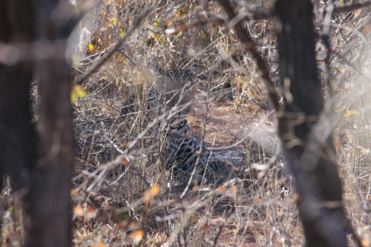 [2060] 2016_06_22_04_06_30_Africa_Canon_EOS_40D_IMG__00491.jpg