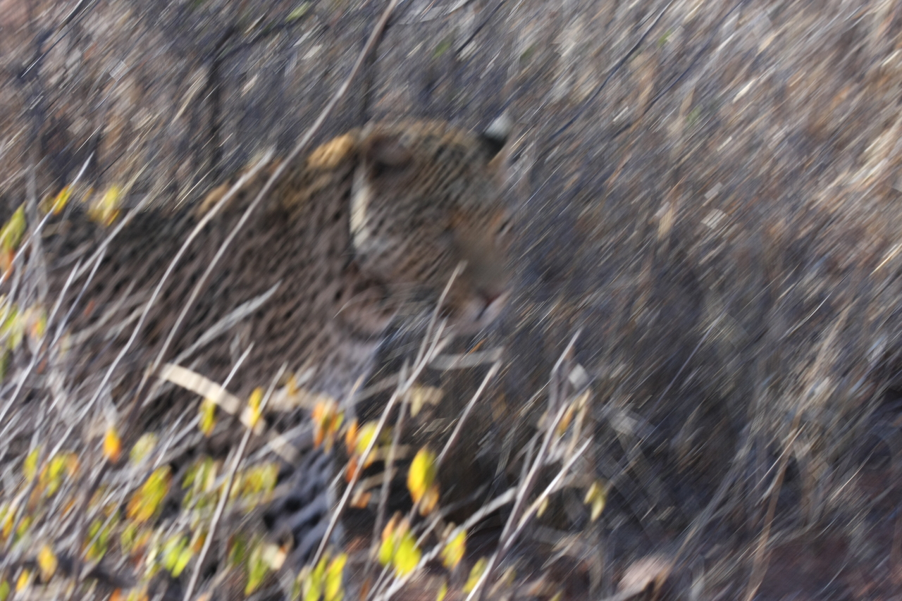 [2064] 2016_06_22_04_07_04_Africa_Canon_EOS_40D_IMG__00474.jpg